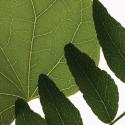 highres leaves opacity iv | 3form